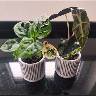 Mini vaso para plantas